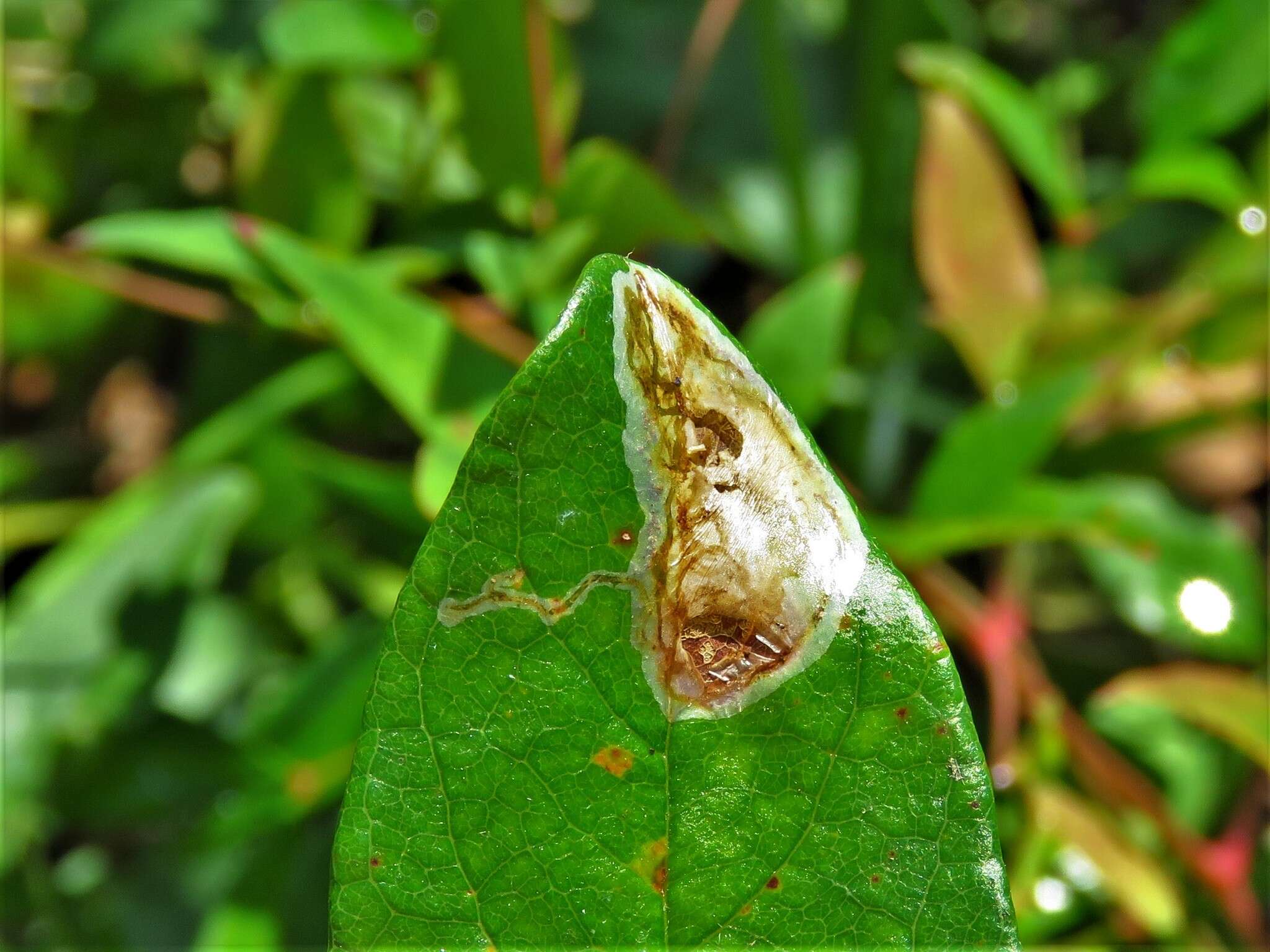 Image of Parectopa bumeliella Braun 1939