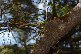 Image of Dendrobium herbaceum Lindl.