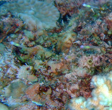 Image of Hovering whipgoby