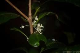 Imagem de Actephila grandifolia (Müll. Arg.) Baill.