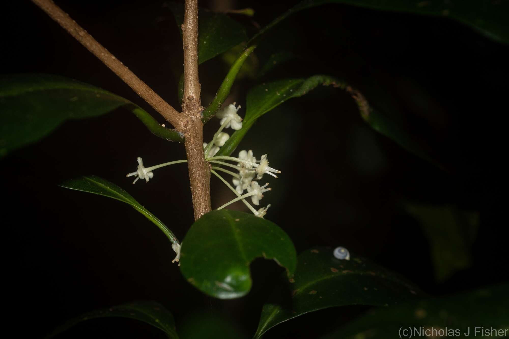 Imagem de Actephila grandifolia (Müll. Arg.) Baill.