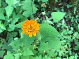 Image of Smallanthus oaxacanus (Sch. Bip. ex Klatt) H. Rob.