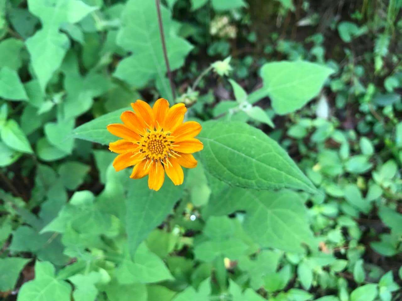 Image of Smallanthus oaxacanus (Sch. Bip. ex Klatt) H. Rob.
