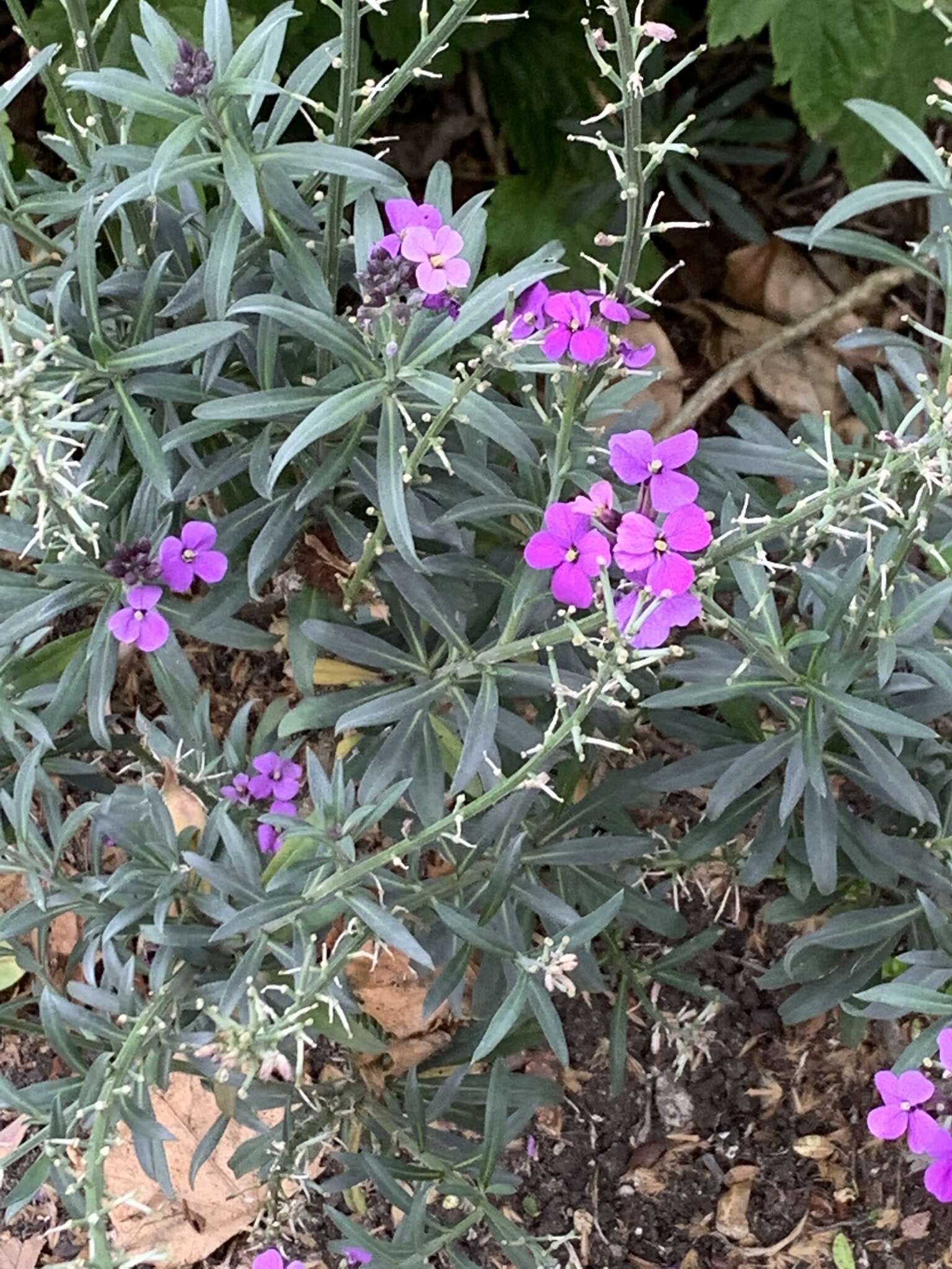 Image of Erysimum linifolium (Pers.) J. Gay