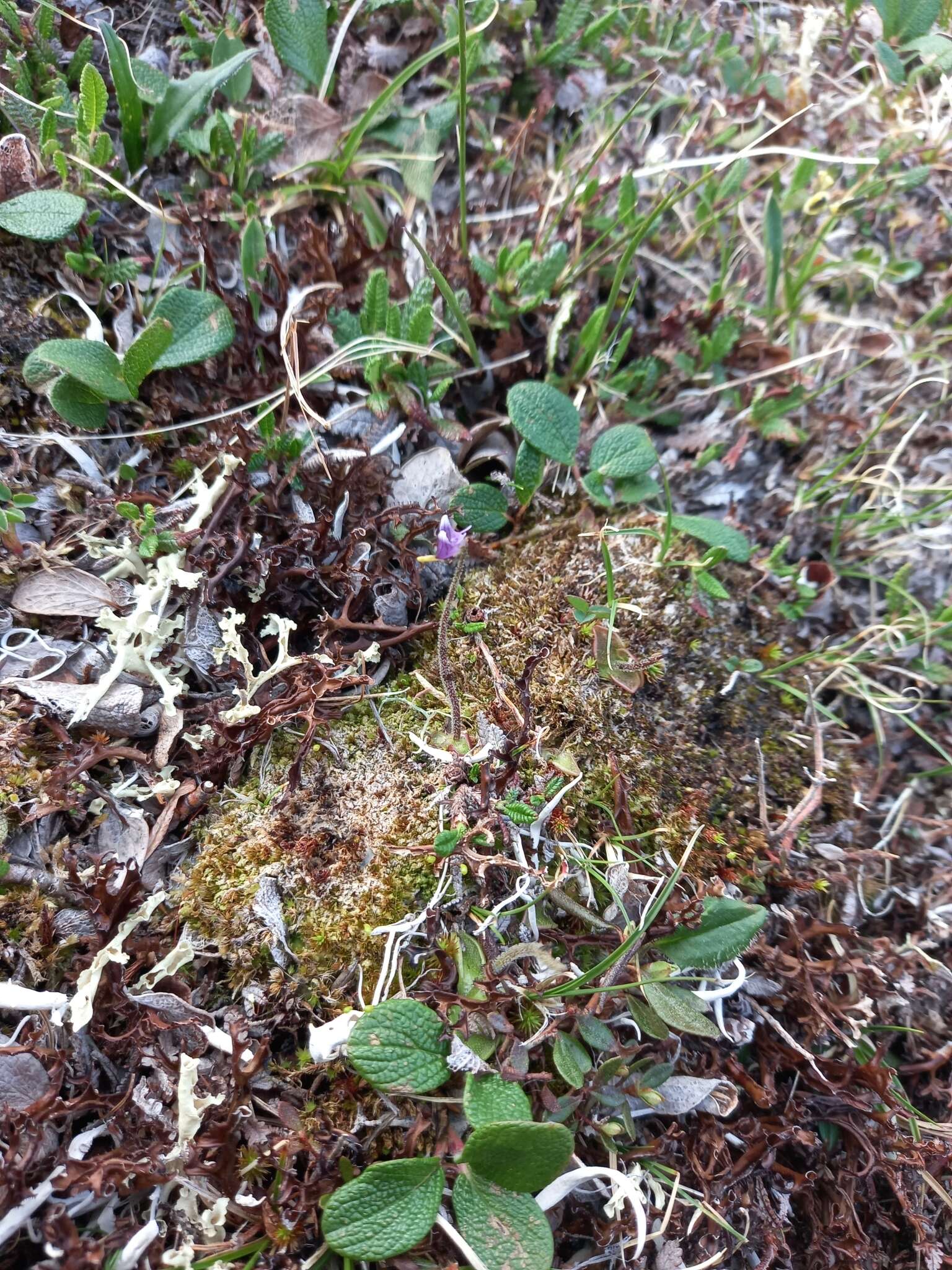 Pinguicula variegata Turcz.的圖片