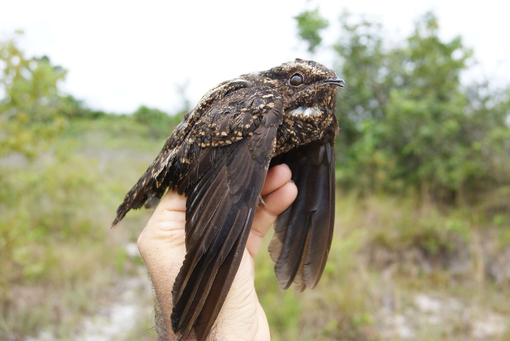 Image of Blackish Nightjar