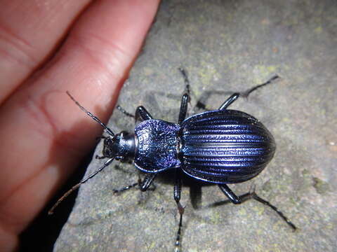 Image of Carabus (Megodontus) exaratus Quensel ex Schönherr 1806