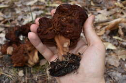 Gyromitra venenata Hai J. Li, Z. H. Chen & Zhu L. Yang resmi