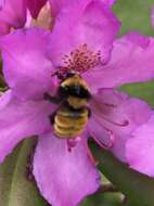 Image of Northern Amber Bumble Bee