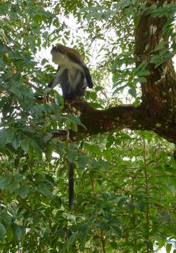 Image of Campbell's Guenon