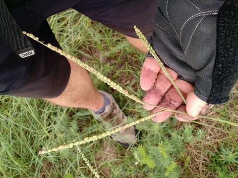 Imagem de Paspalum floridanum Michx.