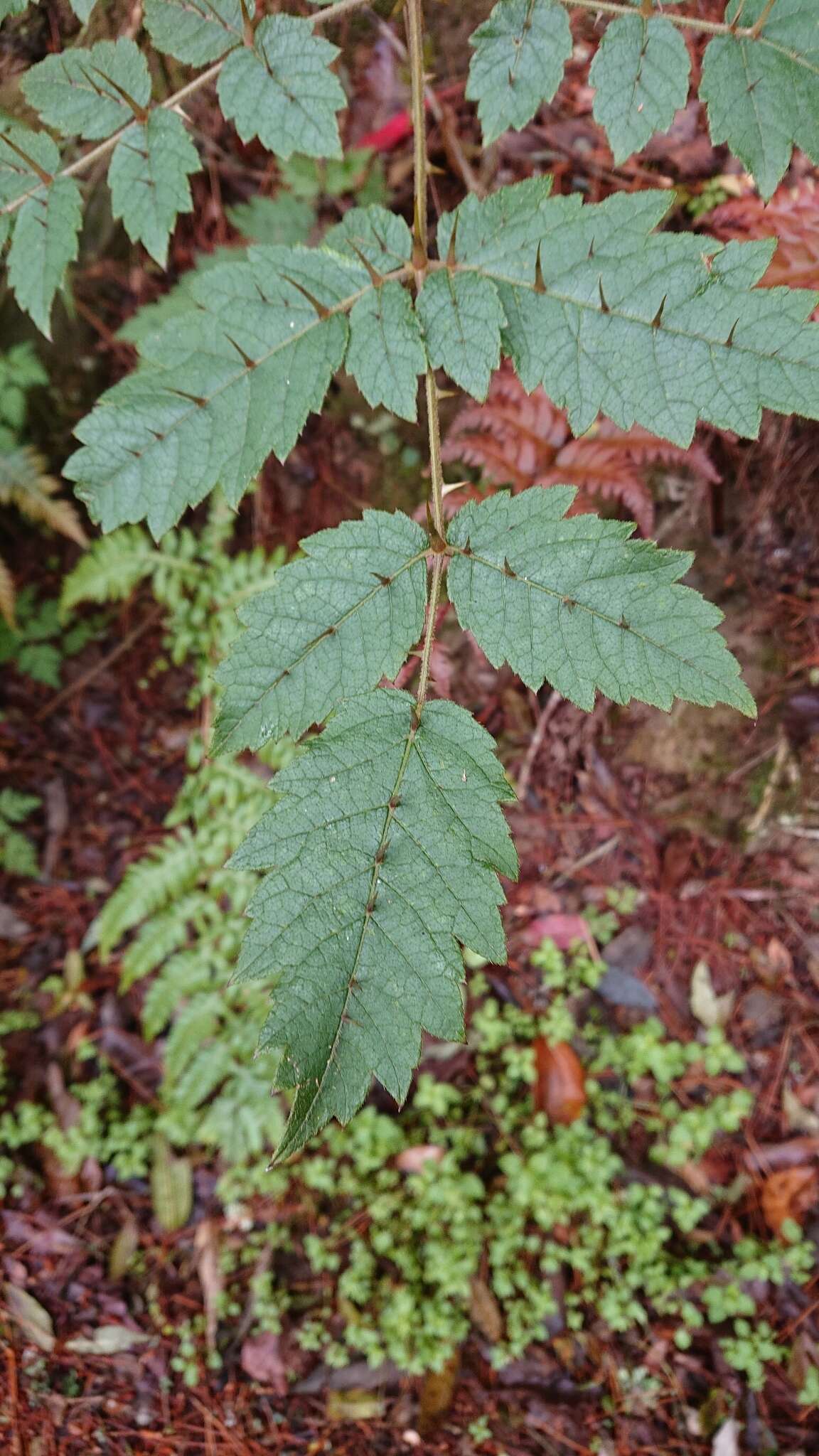 Image of Aralia decaisneana Hance