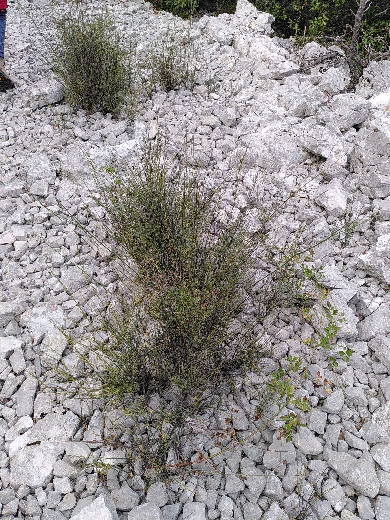 Image of Cephalaria leucantha (L.) Schrad.