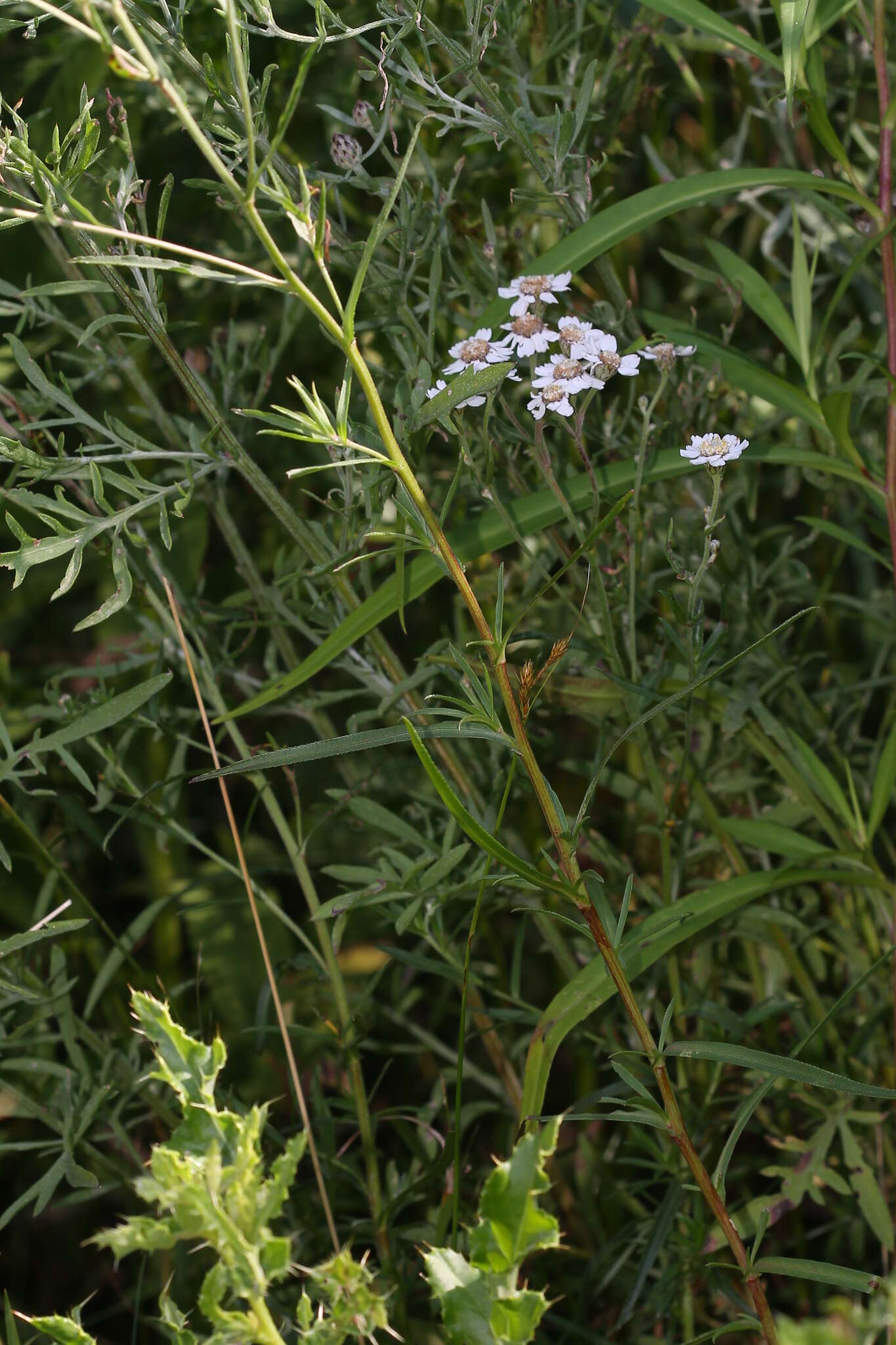 Image of Sneezeweed