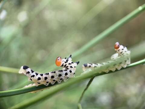 Image of Red-headed Pine Sawfly