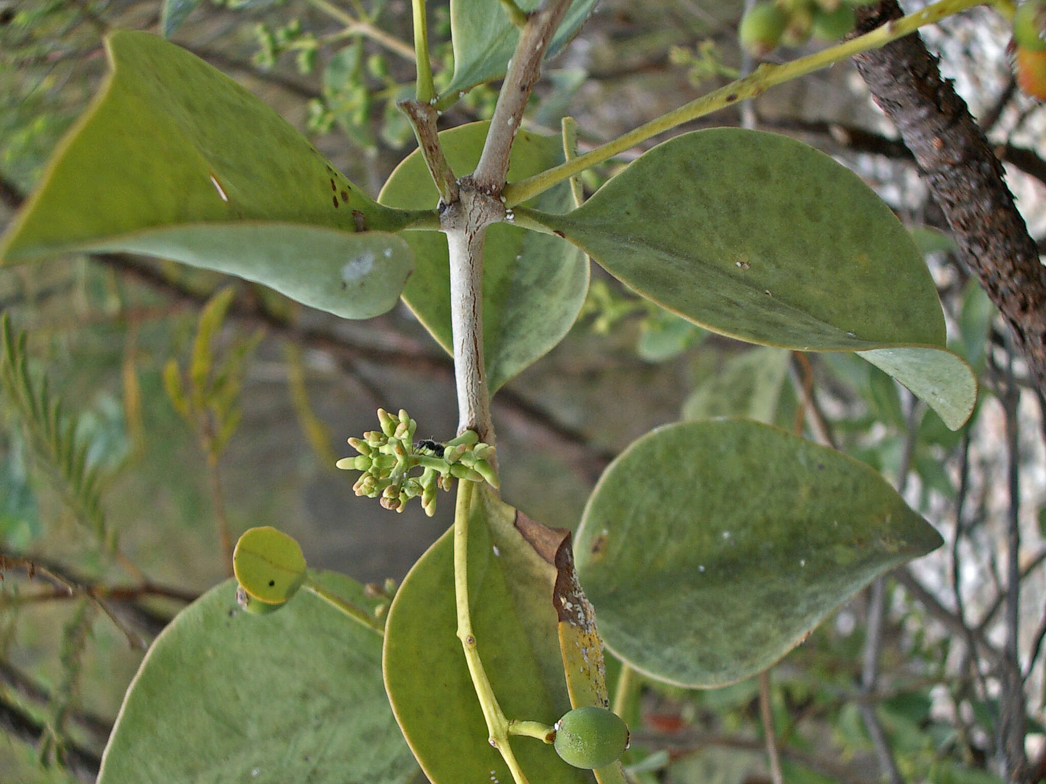 Image of Passovia ovata (Pohl ex DC.) J. Kuijt