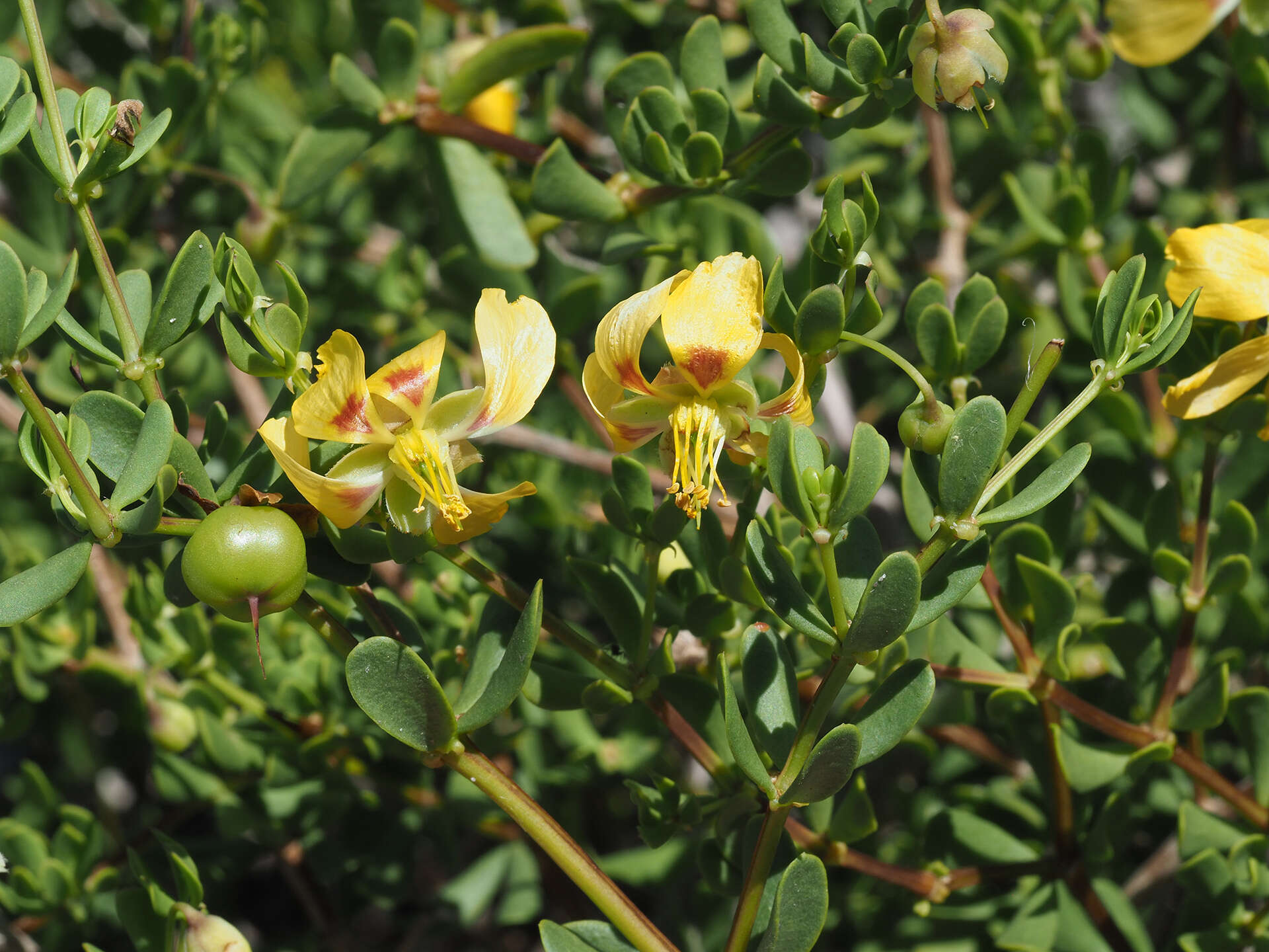 Image of Roepera flexuosa (Eckl. & Zeyh.) Beier & Thulin