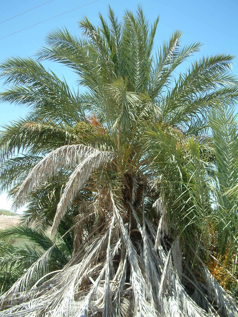 Image of date palm