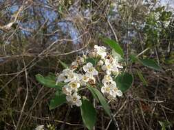 Image de Bourreria pulchra Millsp. ex Greenman