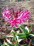 Image of Candy-striped crinum