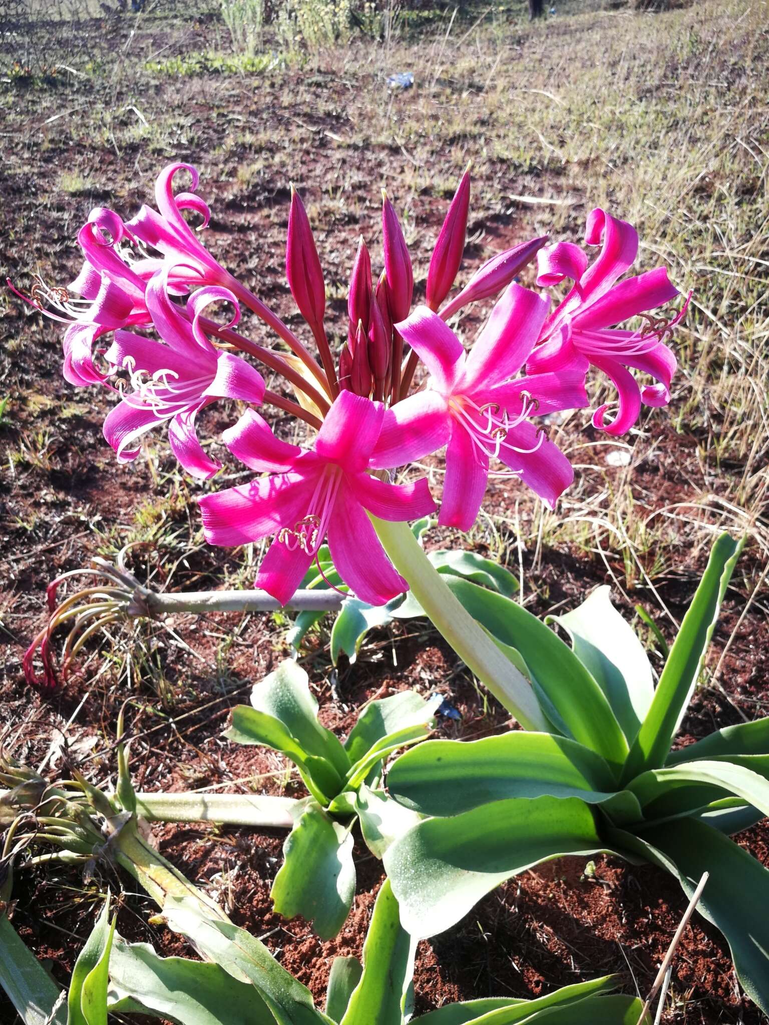 Image of Candy-striped crinum