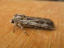 Image of Agrotis radians Guenée 1852