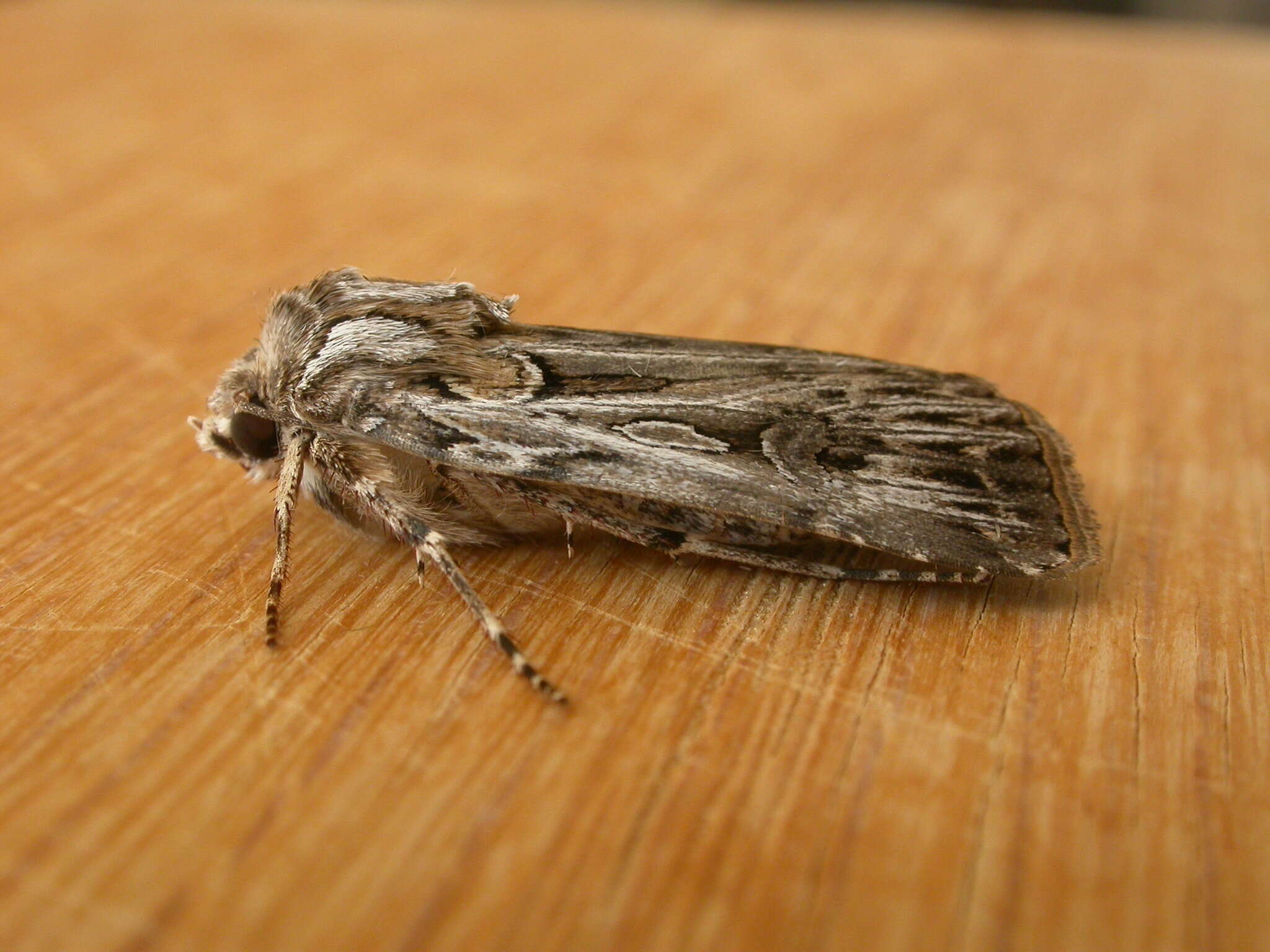 Image of Agrotis radians Guenée 1852