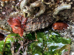 Image of Mopalia spectabilis I. M. Cowan & G. M. Cowan 1977