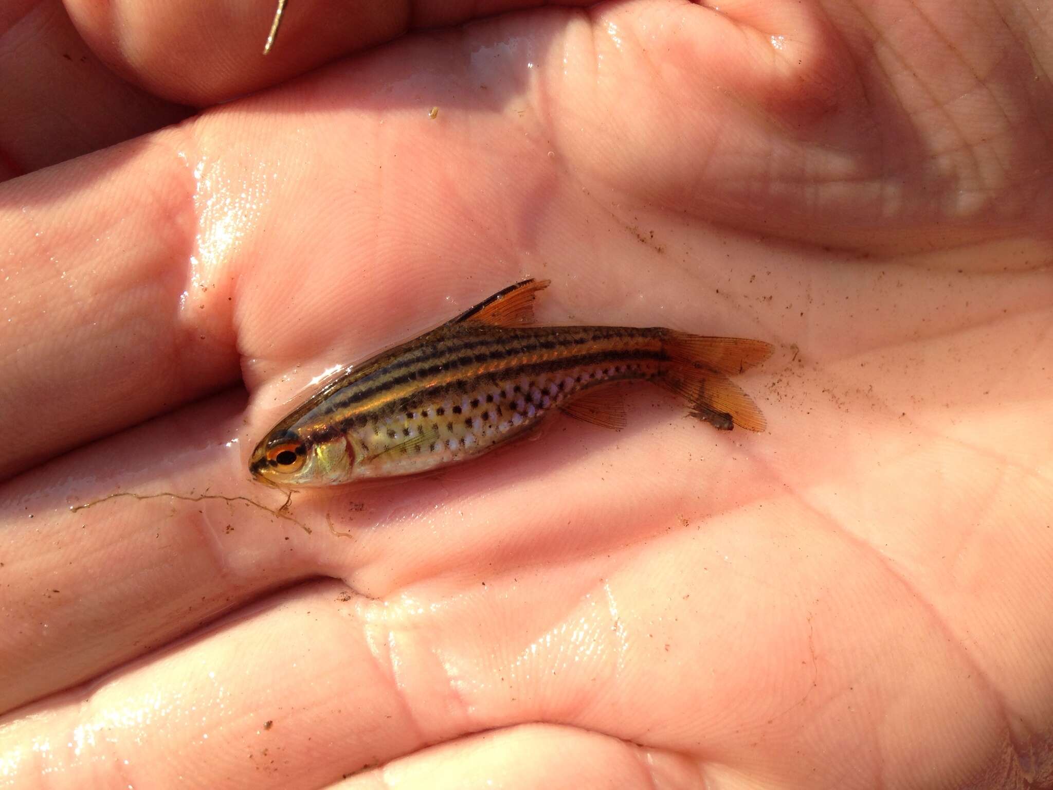 Image of Copperstripe barb