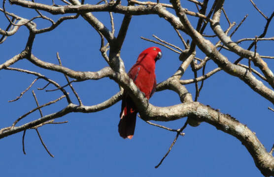 Image of Eclectus roratus cornelia Bonaparte 1850