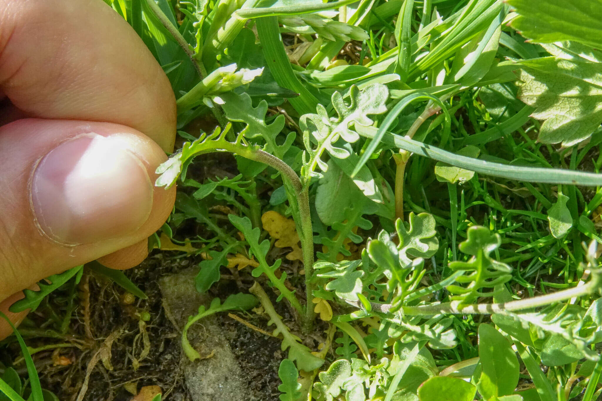 Image of Murbeckiella pinnatifida (Lam.) Rothm.