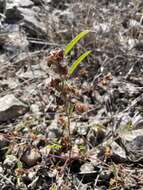 Image of hispid false mallow