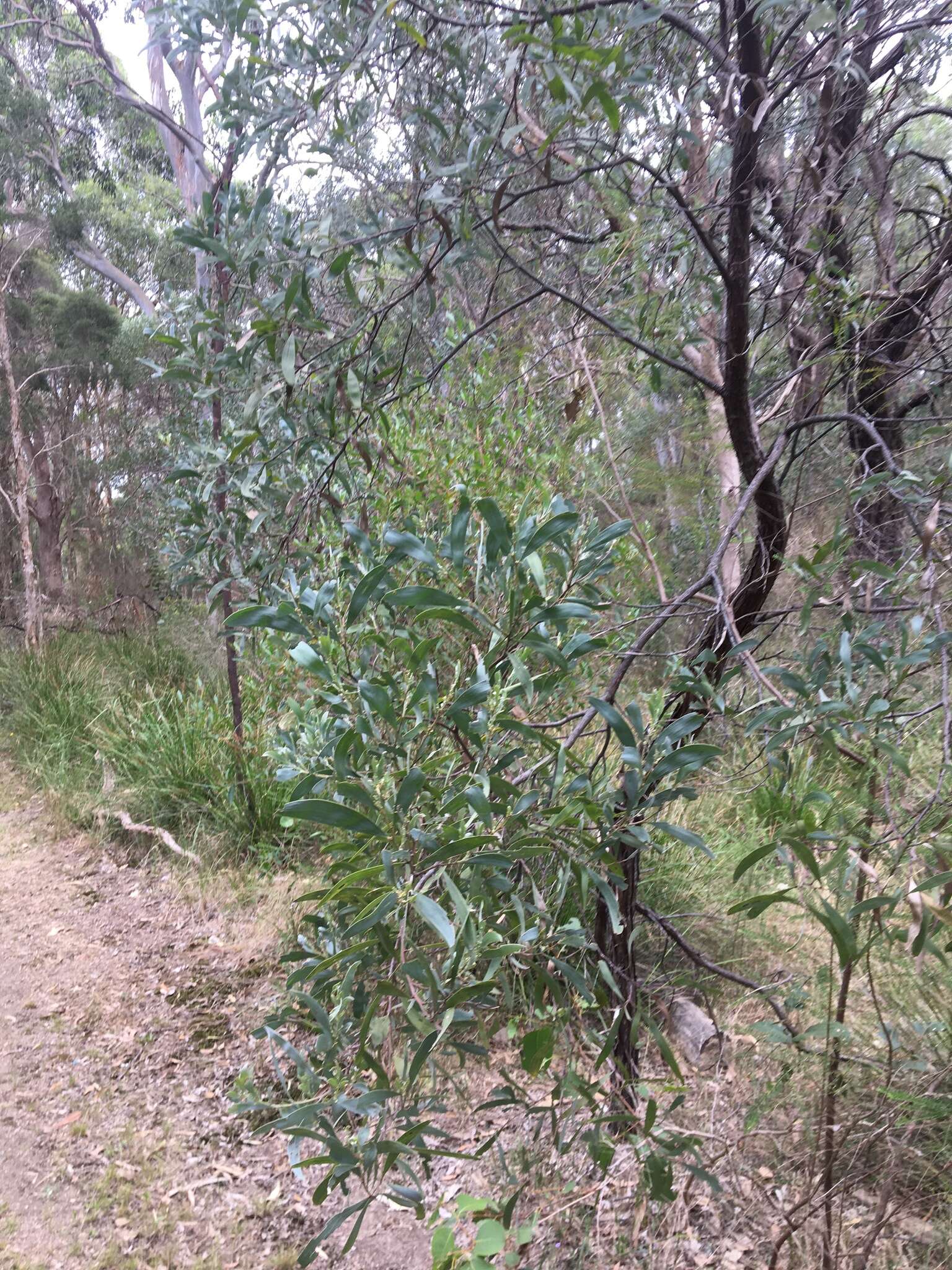 صورة Acacia binervia (J. C. Wendl.) J. F. Macbr.