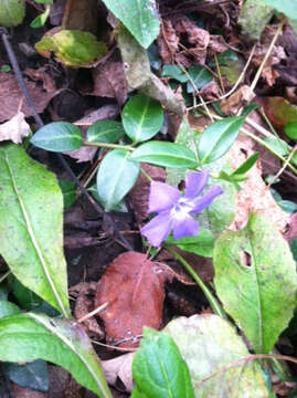 Image of Common Periwinkle