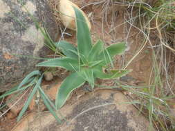 Image of Chlorophytum crispum (Thunb.) Baker