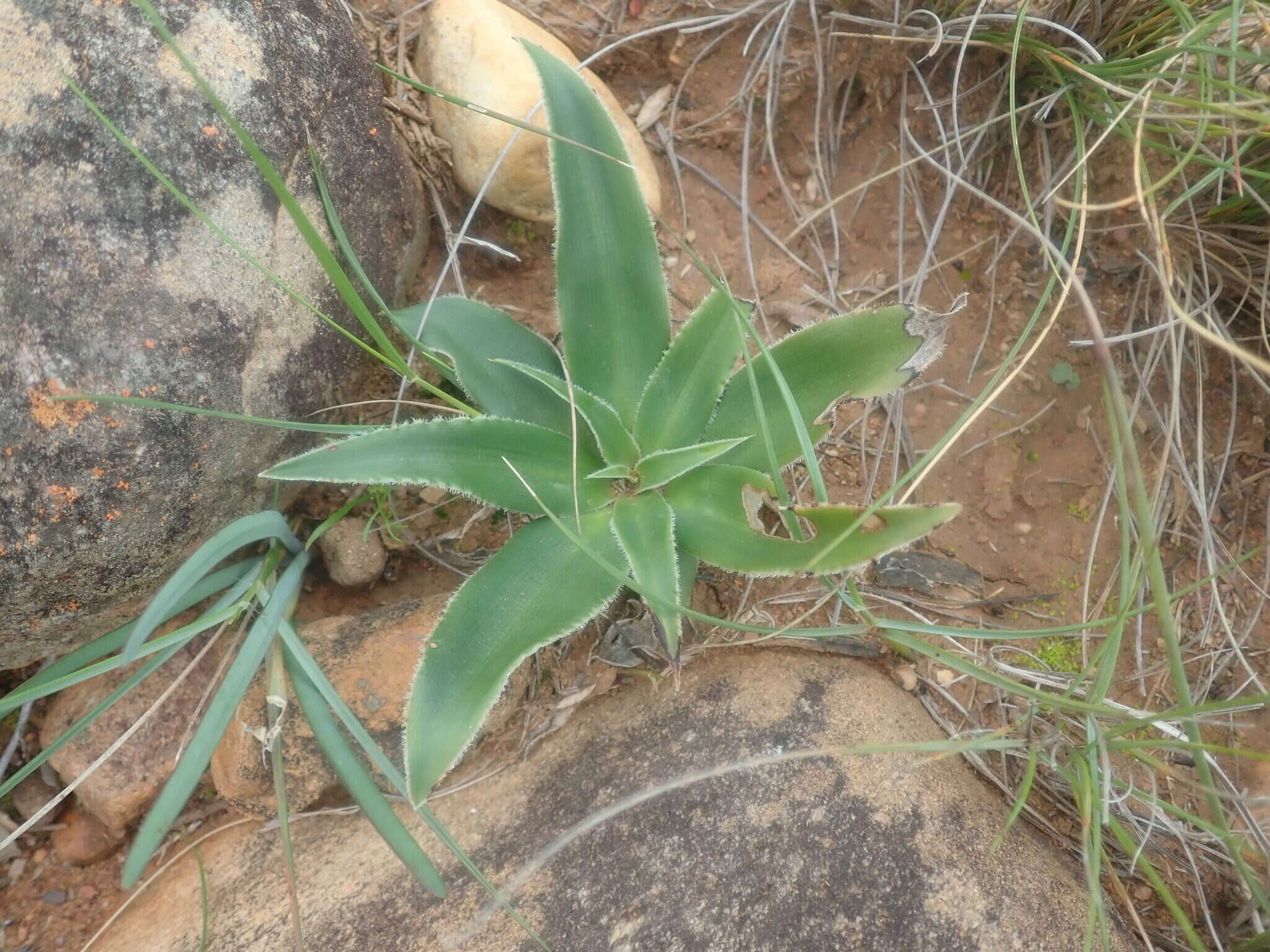 Image of Chlorophytum crispum (Thunb.) Baker