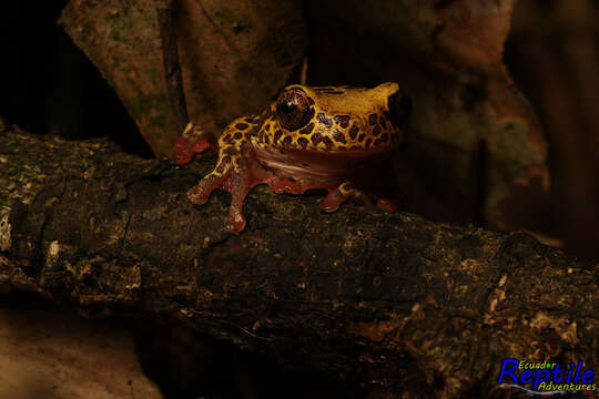 Image de Dendropsophus reticulatus (Jiménez de la Espada 1870)