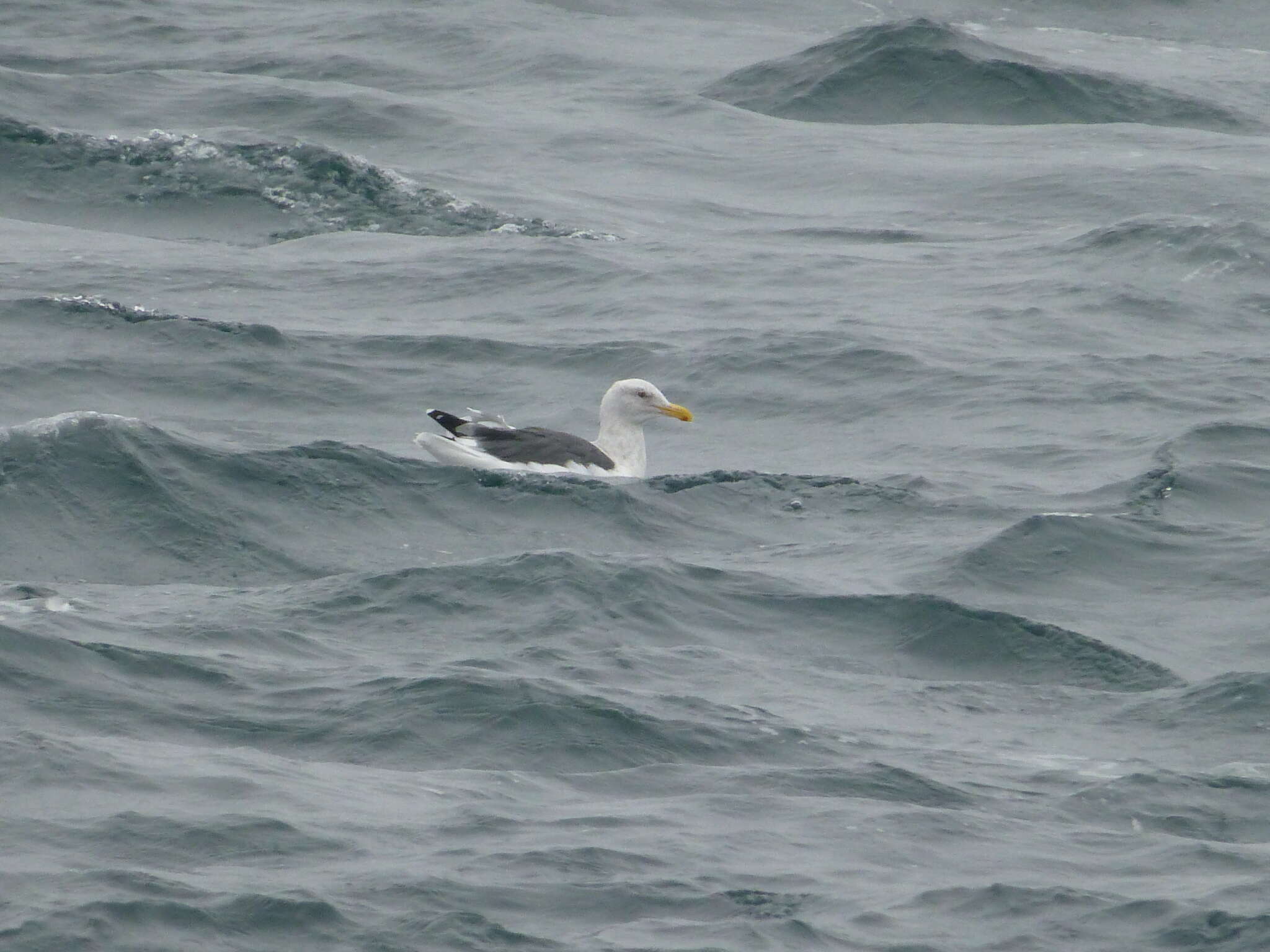 Image of Larus occidentalis occidentalis Audubon 1839