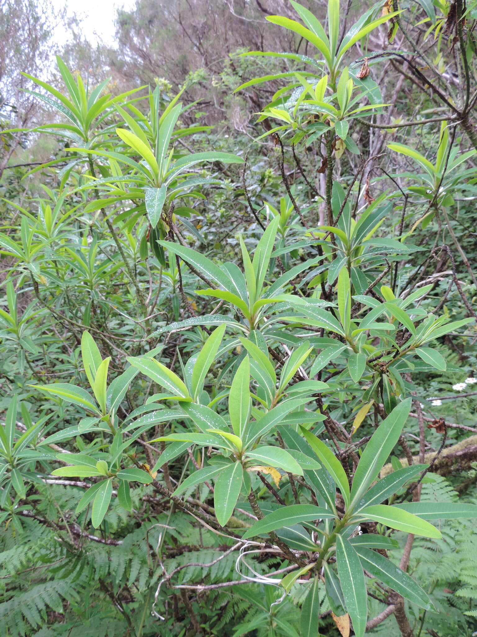 Image of Canary Spurge