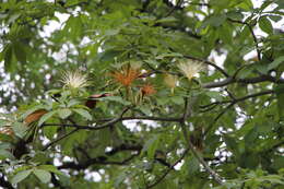 Imagem de Pachira glabra Pasq.