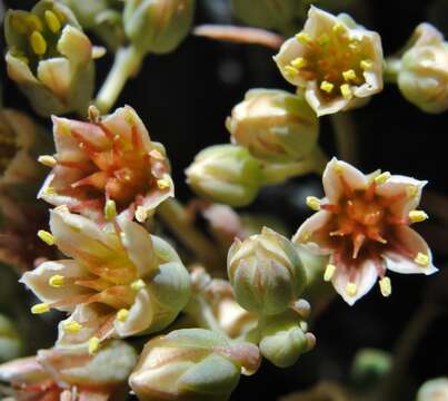 Слика од Sedum obtusatum subsp. paradisum M. F. Denton