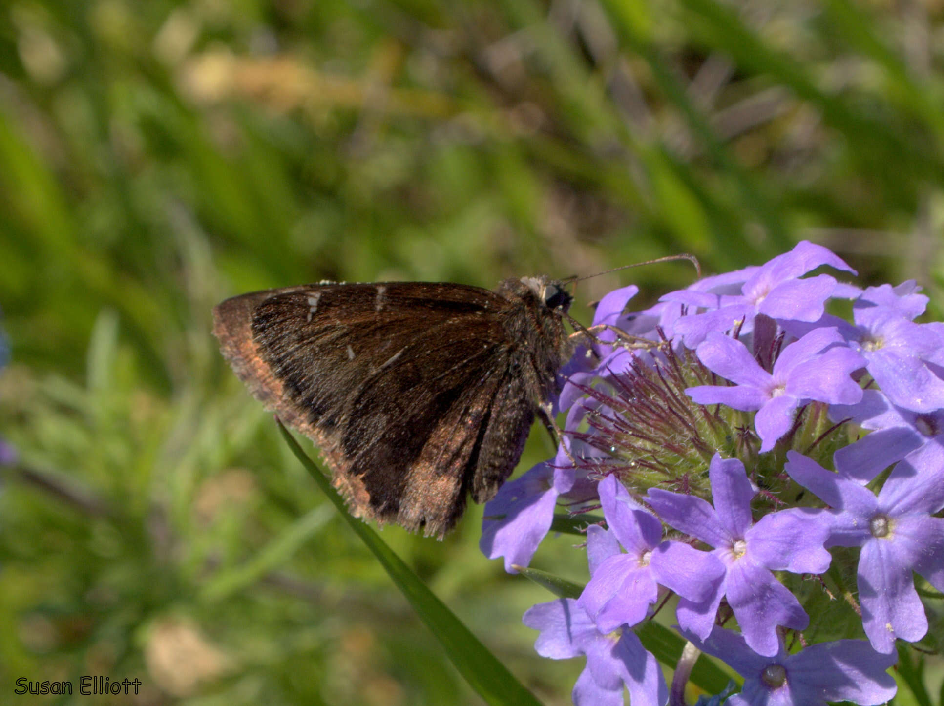 Image of Northern Cloudywing