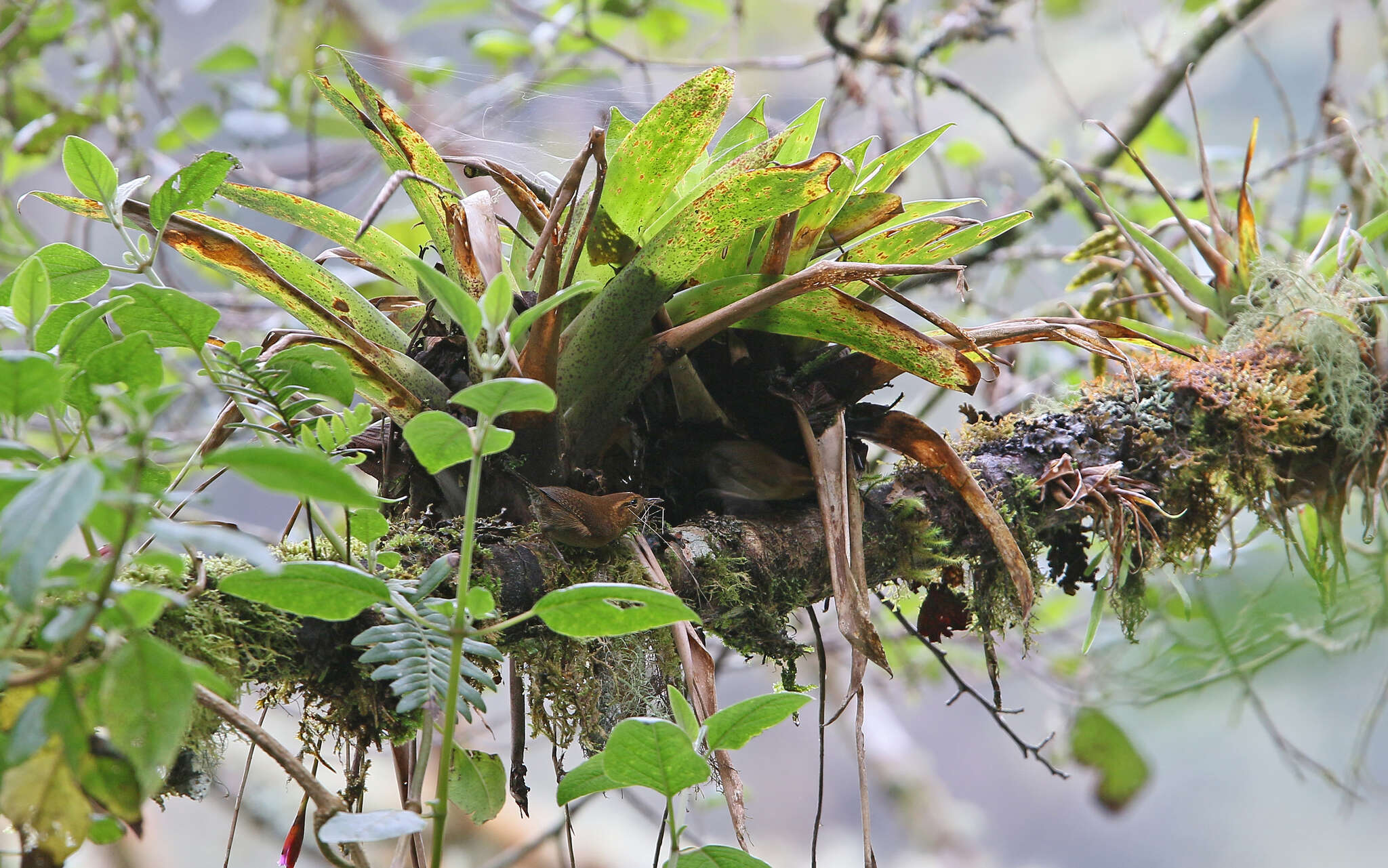 Image of Mountain Wren