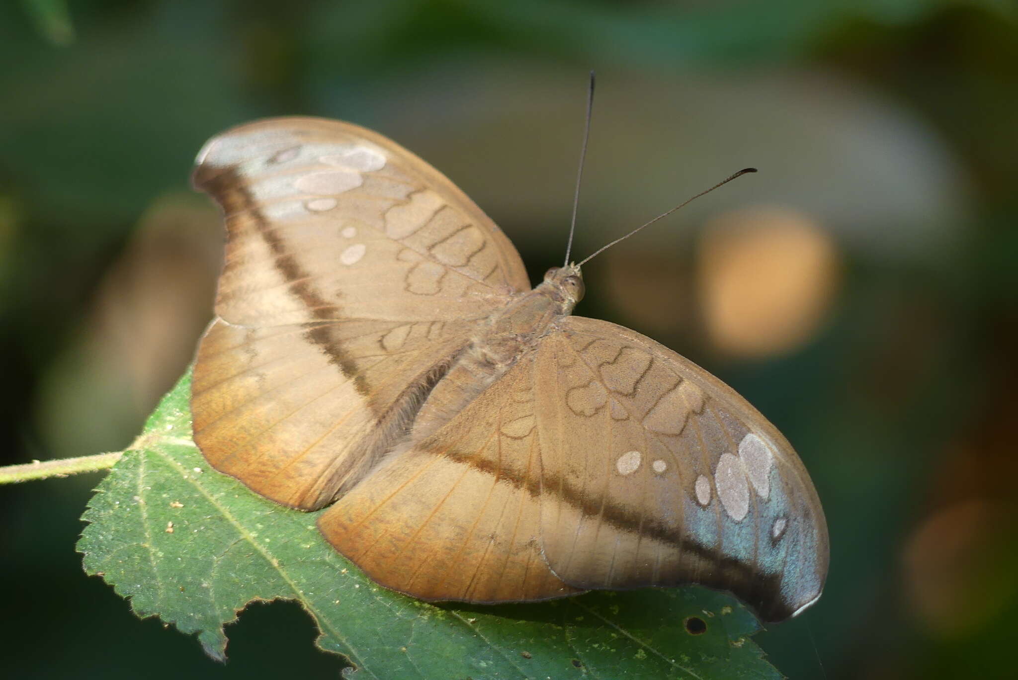 Слика од Tanaecia cocytus Fabricius 1787