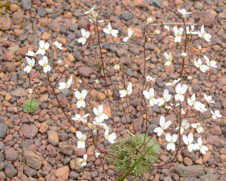 Image of Stylidium piliferum R. Br.