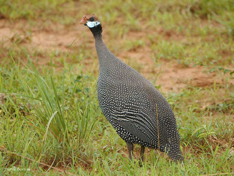 Image of Saharan Helmeted Guineafowl