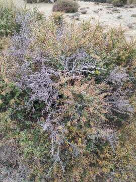 Image of Cretan Barberry