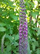 Image de Teucrium hircanicum L.