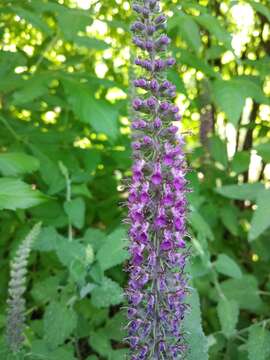 Image de Teucrium hircanicum L.