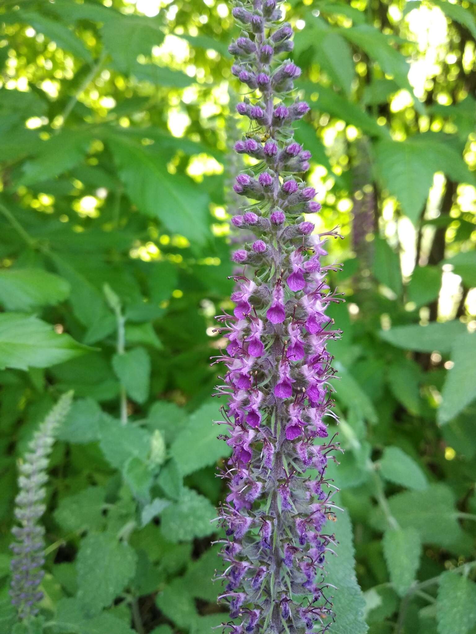 Image de Teucrium hircanicum L.